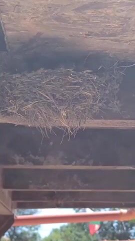 The video shows a bird's nest made of straw and twigs, built under a wooden roof. The nest contains several small chicks. The chicks are dark in color and appear to be very young. The nest is located in an outdoor setting, with trees and a tiled roof visible in the background. The camera is positioned below the nest, looking up at it. The video is shot from a stationary position, with no movement of the camera.