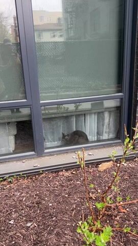 The video shows a gray cat sitting behind a window. The window is gray-framed with a silver screen above the bottom half. White curtains hang behind the cat. Outside the window is brown mulch with a small, green-budding plant. A person's reflection is visible in the top half of the window. The sound of a person speaking in Spanish can be heard.