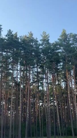 This video shows a low-angle view of a dense forest of tall pine trees against a clear blue sky. The camera is panning slowly to the right, revealing more of the forest. The trees are slender and have dark green needles. The sun is shining through the trees, creating shafts of light. The overall impression is one of a serene and natural environment.