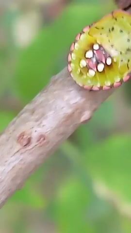 A close-up video focuses on a bright green insect with a patterned shell, featuring red and white markings, resting on a thin, brown branch. The insect is positioned centrally, with its body slightly curved. The background is blurred, showing out-of-focus green foliage and hints of the brown branch extending out of frame. The lighting is natural and appears to be daylight, casting subtle shadows. The insect remains stationary throughout the short clip.