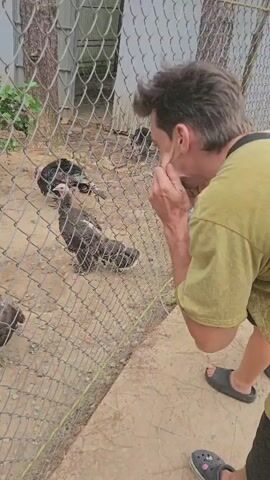 A person wearing a yellow shirt and black sandals is crouching down, looking through a chain-link fence at several turkeys. The turkeys are in an outdoor enclosure with dirt ground and some vegetation visible. The person is touching their face with their hands. One turkey is standing directly in front of the person, looking at them. Another person's feet wearing sandals are visible in the lower right corner of the frame. The lighting suggests it is daytime.