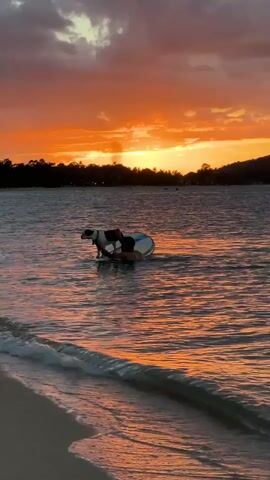 The video shows a person and a dog on a surfboard in the water at sunset. The sky is a vibrant orange and pink, with some clouds. The water reflects the colors of the sky, creating a shimmering effect. The person is kneeling on the surfboard, with the dog standing in front of them. The dog is a black and white bulldog. The scene appears to be a beach or a calm bay, with trees visible in the background. The time of day is sunset, as indicated by the sky. The overall mood of the video is peaceful and serene. There is no visible text in the video. The location is identified as Baan Mae Nam, Thailand.