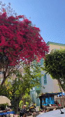 Blooming bougainvillea trees captured in sunny Alanya street scene