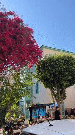 Blooming bougainvillea trees captured in sunny Alanya street scene