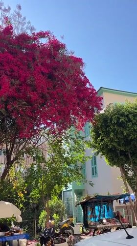 Blooming bougainvillea trees captured in sunny Alanya street scene