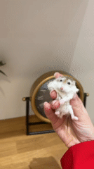 Woman's spa day with hamster documented in Budva