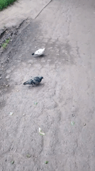 Ordinary afternoon life documented across Poltava, Ukraine