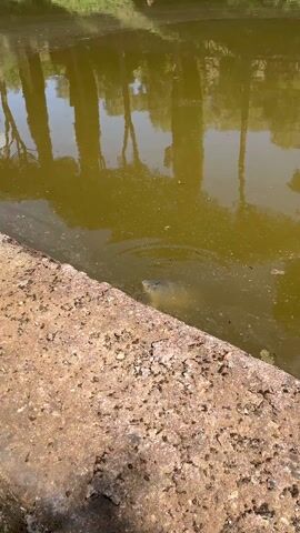 The video shows a large fish surfacing in a murky, greenish-brown pond, near a rough, textured stone edge. The fish opens its mouth briefly before disappearing beneath the surface again. Reflections of trees are visible in the water. The scene is captured in daylight.
