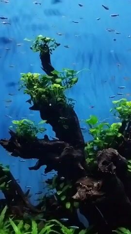 A tank with a blue background, containing a driftwood structure covered in green aquatic plants. Numerous small, colorful fish swim around the structure. The camera pans slowly across the scene.