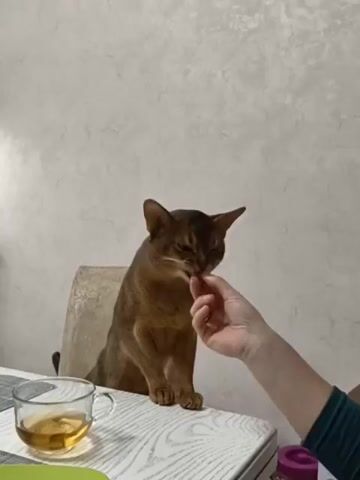An Abyssinian cat with brown/tawny fur and large ears is seated on a beige chair at a light-colored wooden table indoors. A human hand, wearing a green sleeve, offers a small treat to the cat. The cat attentively takes the treat from the person's fingers and consumes it. A transparent glass cup containing a yellowish liquid, likely tea, is visible on the table to the left, alongside a small purple container. The background consists of a light-colored, textured wall. The scene captures an intimate moment of feeding a pet in a home in Kolosisty, Russia.