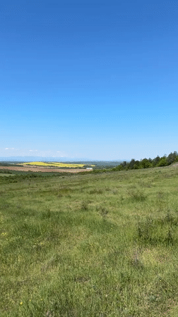 Spring wildflowers bloom across Bulgarian countryside near Lilyache