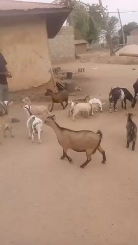 A man is surrounded by goats in a dirt yard. The man is wearing a black t-shirt and beige shorts. He is holding something in his hand and gesturing, seemingly calling the goats. There are around a dozen goats of various colors including brown, white, and black and white. One goat is lying down. The goats are standing and walking around the man.  Behind the man is a small building with a corrugated metal roof and mud or clay walls. Other buildings, trees, and a large rock are visible in the background. The scene is lit by daylight.