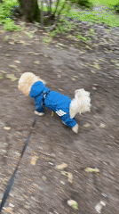 Poodle in Blue Jumpsuit Takes Morning Walk Through Wet Park