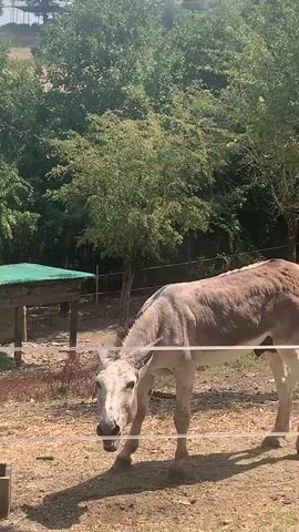 A light-brown donkey stands in a fenced enclosure on a sunny day. The donkey is facing left with its head down and mouth open, appearing to bray or vocalize. The background features trees, a wooden structure with a green roof, and dry grass on the ground. A white wire fence runs horizontally across the frame in front of the donkey.