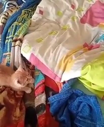 Orange kitten plays with owner on bed in Kyiv