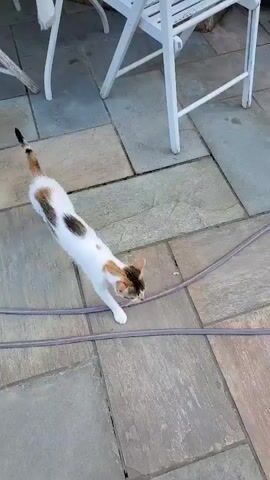 A calico cat is walking on a stone patio. The cat stops to sniff at a hose. The cat then lies down on its side next to the hose. The cat rolls onto its back and begins to play with the hose. The cat then gets up and walks away. The video is filmed from a high angle.