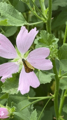 Bees and butterflies on summer wildflowers in Chemal