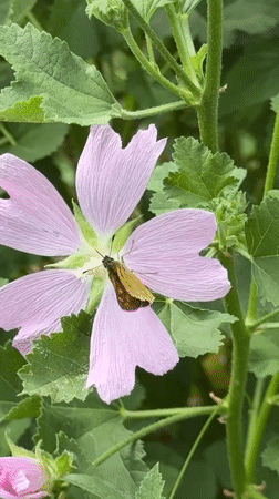 Bees and butterflies on summer wildflowers in Chemal