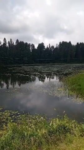 The video shows a serene lake surrounded by a lush green forest. The water is calm and reflects the cloudy sky and trees, with patches of green algae floating on the surface. The trees, a mix of deciduous and coniferous, form a dense barrier along the lake's edge. The foreground features tall green grass and reeds, suggesting a natural, untamed environment. There appear to be a couple of small boats docked along the far bank, hinting at human presence but maintaining the overall sense of tranquility. The lighting is overcast, contributing to the subdued and peaceful atmosphere of the scene. The camera pans slowly across the lake, capturing the stillness of nature.