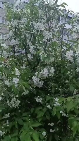 The video shows a cloudy day in a residential area. The camera first focuses on a tree with white blossoms, then pans to reveal an apartment building. The camera continues to pan along a sidewalk lined with bushes bearing purple flowers. A street with cars can be seen in the background. The camera is moving, presumably handheld, and the recording is somewhat shaky.