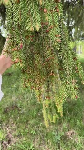 Here is a description of the video:

The video shows a person holding a branch of an evergreen tree that is releasing a cloud of pollen. The tree branch is green and has many small red cones. The person is wearing a white shirt and holding the branch from underneath. The background is a grassy field with other trees in the distance. The pollen appears as a light yellow dust that is dispersed into the air when the branch is disturbed.