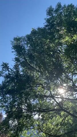 This is a low-angle shot of a tree with lush green leaves against a bright blue sky. The sun is shining through the leaves, creating a dappled light effect and lens flare. The camera is looking up at the tree, capturing the dense foliage and branches. The scene suggests a bright, sunny day, likely outdoors in a natural setting. There is no visible text in the media file. The overall mood is serene and natural, with the sunlight filtering through the leaves adding a sense of warmth and tranquility. Given the location context of Sankt Anton im Montafon, Austria, this could be a scene from a summer day in the Alps.