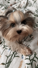 Moscow resident shares quiet morning moments with pet dog