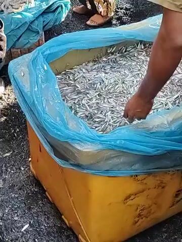 The video shows activity at what appears to be a fish market. In the first scene, two men are shown beside a large blue plastic container filled with small, silver fish. One man's hand is reaching into the container. The next scene shows a crowd of people, many wearing hijabs, standing under a covered structure with blue tarps as the roof. They appear to be interacting and looking around. The final scene shows a table covered in a blue tarp, with several fish lined up. A man is handing a bag to another person.