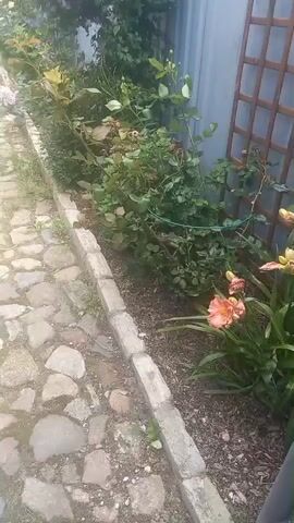 The video pans right across a garden bed against a blue metal fence and a wooden trellis. The garden bed is bordered by a low stone wall and contains various plants, including rose bushes and lilies in bloom. A cobblestone path runs along the left side of the garden bed. The scene appears to be outdoors.