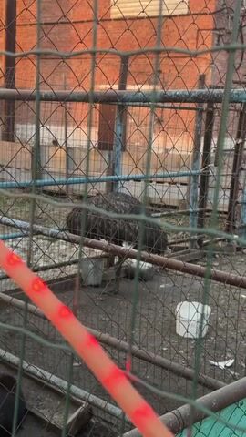 The video shows an emu in a cage. The cage is made of metal and has a wire mesh. The emu is dark brown in color and has long legs. The cage also contains a white plastic container. The camera then pans to the right to show a peacock perched on a metal rail. The peacock has long, green feathers and a blue head. The peacock is also inside a cage, though the cage is not fully visible. A green bucket is present on the ground within the peacock enclosure. The background shows a brick building and trees.