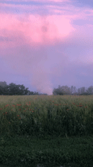 Funnel cloud looms over a poppy field at dusk
