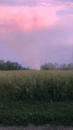 Funnel cloud looms over a poppy field at dusk