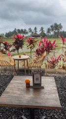 Cafe stop with rice paddy views and coffee