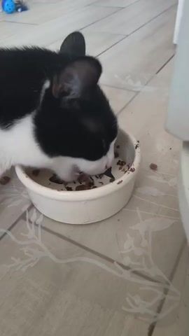 A black and white cat is eating from a white bowl. The bowl is on a tiled floor with a floral pattern. There are pieces of cat food in the bowl, and some have spilled onto the floor. In the background, a blue toy mouse is visible. The cat's head is down in the bowl, and its body is mostly out of frame. The camera is angled downwards towards the cat and bowl.