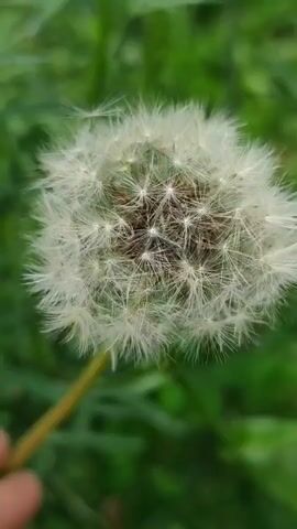 A close-up shot shows a dandelion seed head. A hand enters the frame from the left and gently touches the seed head, causing some seeds to fly away. The background is blurred green foliage.