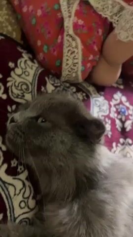 A close-up video shows a gray cat lying on a patterned surface. A hand is seen petting the cat's head. In the background, a portion of a person's leg, dressed in a red and pink floral fabric with white lace trim, is visible. The lighting is dim.