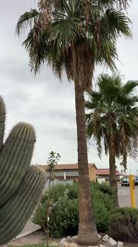 The video pans across a dry, desert landscape with a cloudy sky. A large saguaro cactus with multiple arms dominates the left side of the frame. To the right of the saguaro are several palm trees and dense green shrubs. In the background, buildings with tan and red facades are visible, suggesting a commercial or residential area. A street with parked cars is also present. The overall impression is of an arid environment with some vegetation, possibly a streetscape in a desert city.