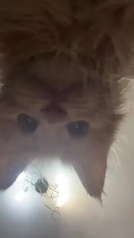 A close-up, low-angle shot of a fluffy orange cat's face. The cat is looking down at the camera, with its eyes wide open. The lighting is bright, coming from a light fixture visible below the cat. The cat's fur is long and appears somewhat unkempt. The scene is indoors, likely a home environment.
