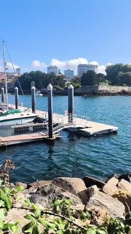 A video shows a body of water with a dock and boats. The water is blue and reflects the sunlight. There are several boats docked at the pier, including a sailboat. In the background, there are buildings and trees. The sky is clear and blue. The foreground of the video shows rocks and some greenery. The camera is static and shows a wide shot of the scene.