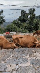 Cows and calf spotted behind stone wall in Bhagsu