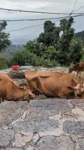 Cows and calf spotted behind stone wall in Bhagsu