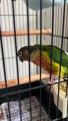 A green-and-red parrot is shown inside a cage. The parrot is facing the viewer and looking to the left. It then turns its head and looks to the right, shaking its head. The parrot is in a cage with wooden perches and a food dish. The cage is black and has a black base. The background is white and blurred. There is a blue hammock hanging in the cage.