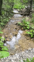 Forest water features documented in Bulgarian nature area