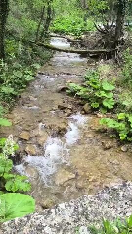 The camera looks down a rocky stream bed through a lush green forest. The water is clear and ripples around the rocks. Logs are positioned across the stream at different points. Large green plants grow at the edges of the stream, and trees surround the water. The scene is still and serene.