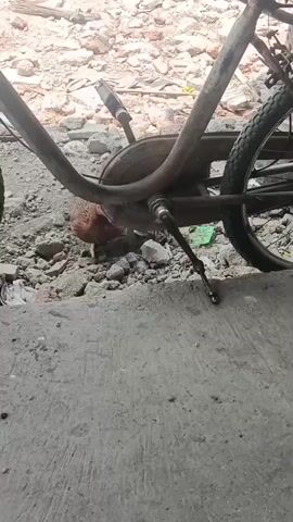 A chicken is nestled beneath the frame of a rusty, old bicycle. The ground is covered in debris, including rocks, dirt, and what appears to be broken concrete. The bicycle has two wheels, a chain, pedals, and a kickstand. The chicken is mostly hidden from view, with only its head and neck visible. The scene appears to be outdoors in a somewhat dilapidated area.