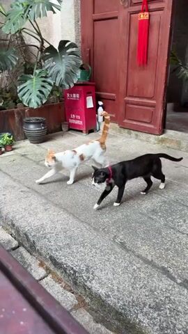 Two cats, one black and one white with orange markings, walk across a stone pathway in an outdoor courtyard. In the background, there is a large red door with a decorative red tassel hanging from it, a red fire extinguisher box, and various potted plants, including a large Monstera plant. The black cat is in the foreground and is wearing a red collar with a tag. The white and orange cat is behind it and is stretching.