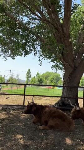 A video shows two highland cattle lying down in a dirt enclosure under a large tree. The cattle are brown and have long, curved horns. They are resting in the shade of the tree, which has some white lights strung among its branches. A fence is visible behind the cattle, separating them from a grassy area with trees and a distant view of rolling hills. The sky is blue and clear. The video appears to be taken on a sunny day.