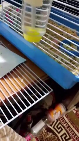 A white rat with red eyes peeks out from a pink fabric hammock inside a multi-level cage. The cage has a blue plastic base and white wire bars. The bedding appears to be wood shavings. A water bottle is attached to the side of the cage. Another white rat is visible on a lower level of the cage. The background is blurry and suggests an indoor setting.