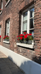 Flowers and greenery along a Krefeld neighborhood on a summer afternoon.