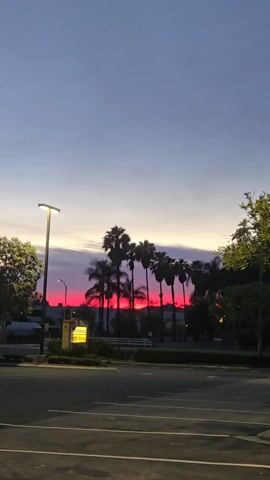 The video shows a static, low-angle shot of a vibrant red sunset framed by palm trees, captured in a parking lot setting. A sign for Albertsons/CVS Pharmacy is visible on the left side of the frame. The sky transitions from a dusky blue above to a bright red on the horizon, creating a striking contrast. The palm trees appear as dark silhouettes against the colorful sky. A streetlamp is visible on the left, and parked cars are faintly discernible in the foreground, with hints of surrounding buildings. The shot is taken at dusk or dawn, emphasizing the dramatic play of light and shadow.